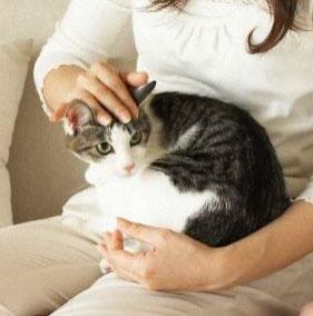 “고양이 쓰다듬기, 사실 고양이는 싫어한다”