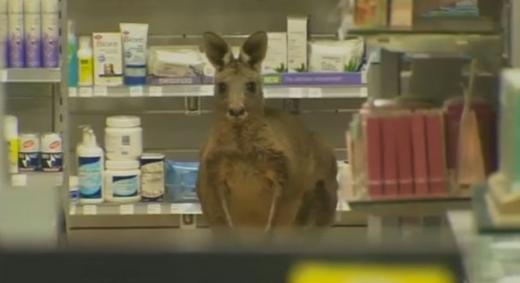 “어디 아프니?” 공항 약국에 뛰어든 캥거루