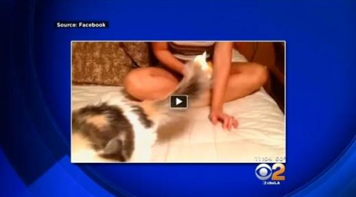 고양이 꼬리에 라이터로 ‘불장난’ 친 美여성 체포