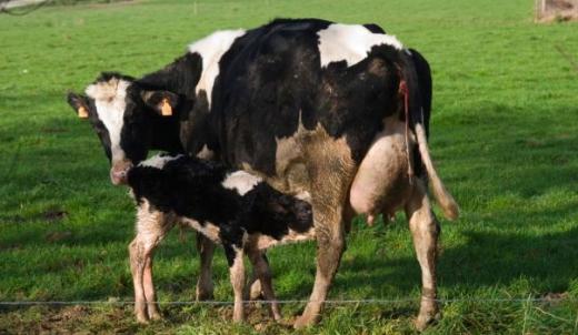젖소 초유, 운동후 체력회복 효과 탁월하다(英 연구)