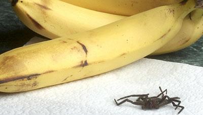 슈퍼에서 산 바나나에 세계 최강 독거미가…