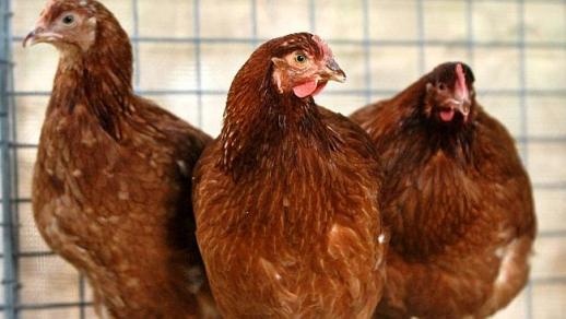 “닭장에 갇힌 닭이 놓아 기른 닭보다 행복지수 높다”