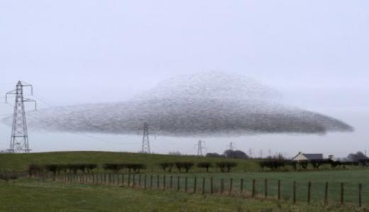 거대 UFO 연상시키는 찌르레기떼의 군무 장관