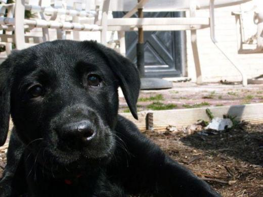 멕시코에 변태 성폭행범 등장... 암캐 노려 범행