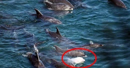 “日 돌고래 대학살 시 어미 돌고래 ‘눈물의 자살’”