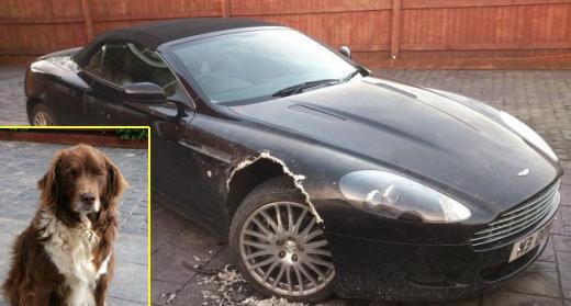 무려 1억 4000만원 짜리 ‘명품카’ 뜯어먹은 개