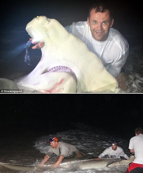 ‘무려 450kg’ 희귀 귀상어, 낚시에 낚였다