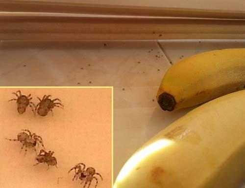 슈퍼서 산 바나나에 독거미 수백마리가 ‘우르르’