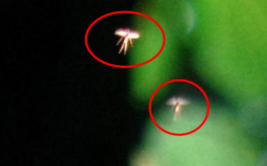 “요정 ‘팅커벨’ 포착” 주장…사진 공개