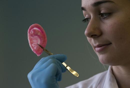 실험실서 무럭무럭 자라는 인간의 ‘코·귀·혈관’