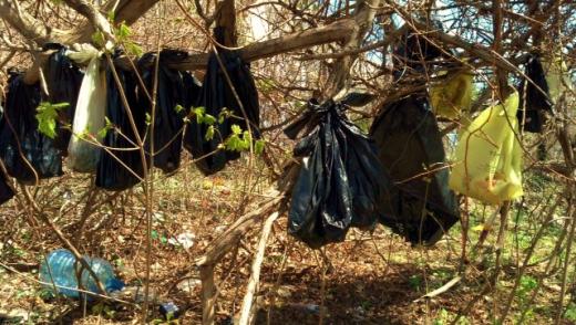 무려 30마리 죽은 고양이 나무에 매달린 채 발견… 충격