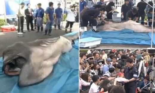 길이 4.47m…초희귀 메가마우스 상어 잡혀