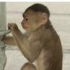 “인간 뺨쳐”…지갑 슬쩍하는 ‘소매치기 원숭이’ 포착