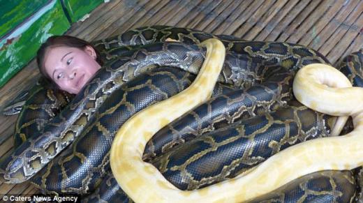 무려 250kg ‘버마왕뱀 마사지’, 간 큰 손님은 공짜