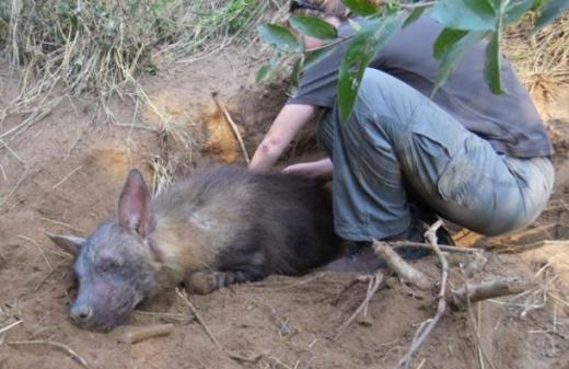 덫이 목 조여도 새끼 위해 굴 파…하이에나의 모정(母情)