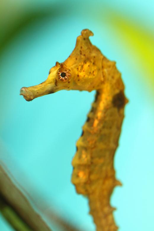 사자처럼 ‘으르렁’…해마 울음소리 사상최초 포착