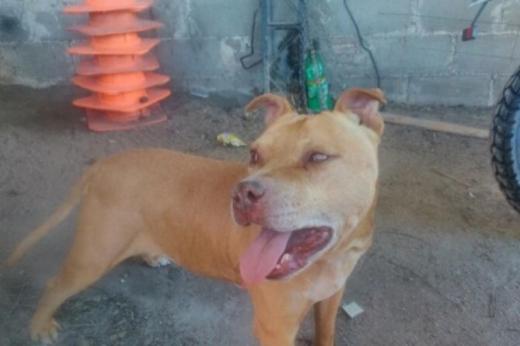 개에게 술 먹이고 ‘몹쓸짓’...엽기사진 sns 올려