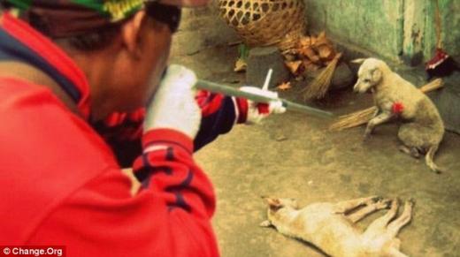 아름다운 발리의 ‘두 얼굴’…끔찍한 동물학대 포착