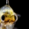 현미경을 통해 본 ‘바다의 방랑자’ 플랑크톤