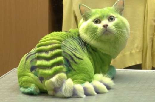 고양이를 ‘녹색 용’으로?…동물 미용 논란