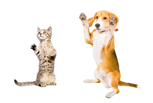 “개·고양이 키우려면 수면부족 각오해야” (英 조사)