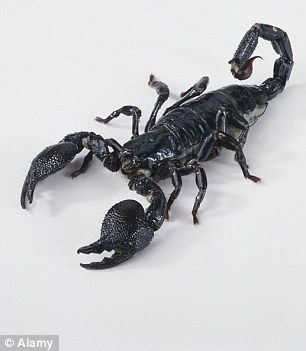“IS의 새로운 무기는 살아있는 ‘전갈 폭탄’”