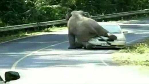 일가족 탄 車, 거대 코끼리에 깔려 ‘아찔’