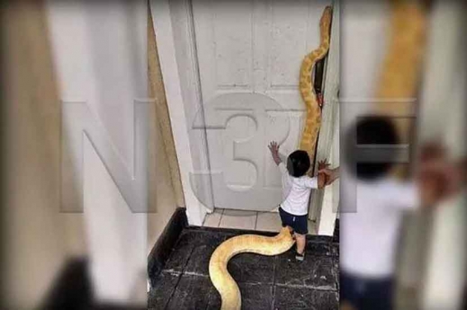 산 토끼 먹는 3m 뱀과 노는 2살 아기 ‘경악’