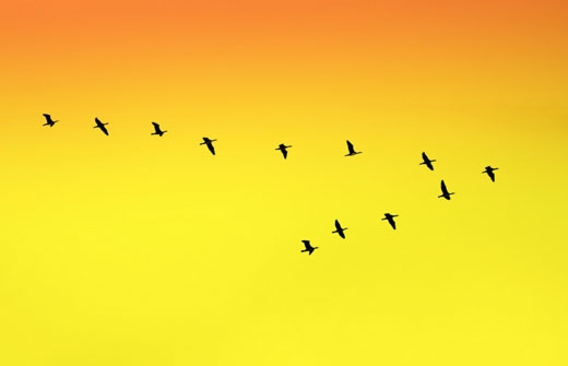 왜 철새들은 ‘V자 대형’으로 무리지어 날까? (英 연구)