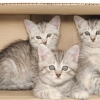[와우! 과학] 고양이는 왜 박스 안에 있는 것을 좋아할까?