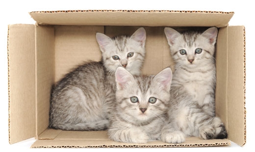 [와우! 과학] 고양이는 왜 박스 안에 있는 것을 좋아할까?