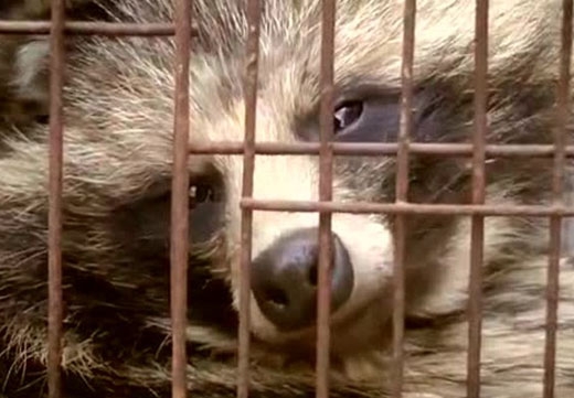 당신이 입는 외투의 불편한 진실…中너구리 농장 충격