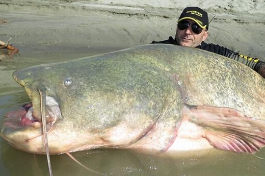 120kg!…일반 낚싯대로 잡은 가장 큰 메기 화제