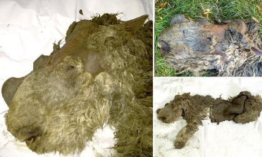 털까지 보존된 1만년 전 ‘아기 털코뿔소’ 첫 발견