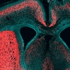 인간 지능의 비밀 ‘유전자’ 발견...쥐에 삽입했더니 뇌 커져