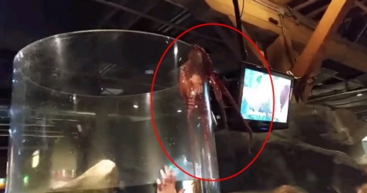 거대 문어 수족관 탈출 직전 동영상 화제