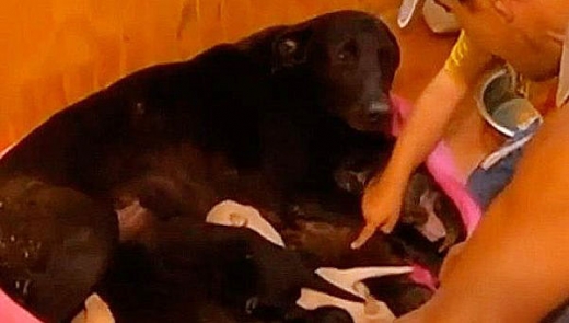 산불속 새끼 9마리 모두 살린 ‘엄마 유기견’의 기지