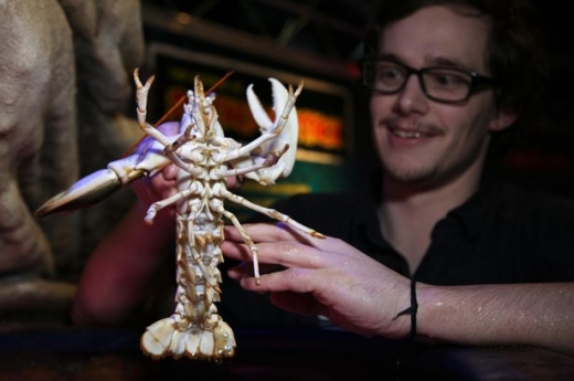 1억분의 1 ‘알비노 바닷가재’ 잡혀...흰색 덕에 레스토랑行 면해