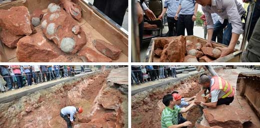 中광둥성서 ‘43개 공룡알 화석’ 무더기 발견