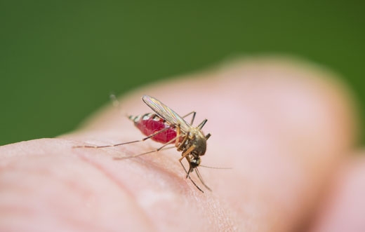 모기에 유독 잘 물리는 당신 그 이유는 ‘조상탓’ (英 연구)