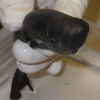 몸에 주머니있는 초희귀 초미니 ‘포켓 상어’ 발견