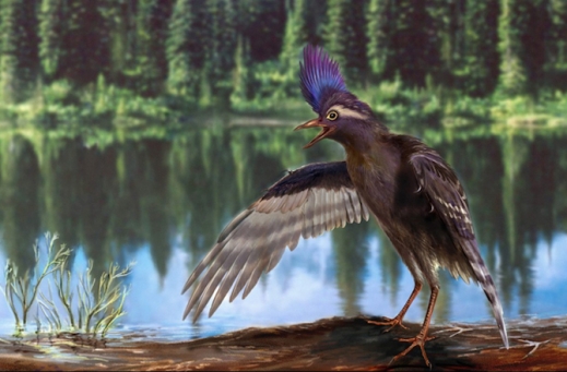 [와우! 과학] 1억 3000만년 전 역대 최고(最古) 새 조상 화석 발견