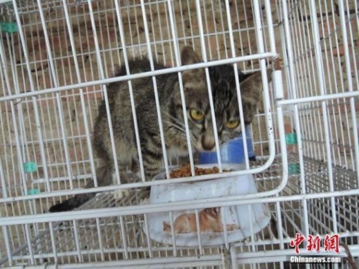 유기 고양이 구하려 자신의 벤츠 기꺼이 부순 대만 남성