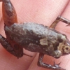[와우! 과학] 콩만한 작은 몸집에 ‘마스크’ 쓴 신종 개구리