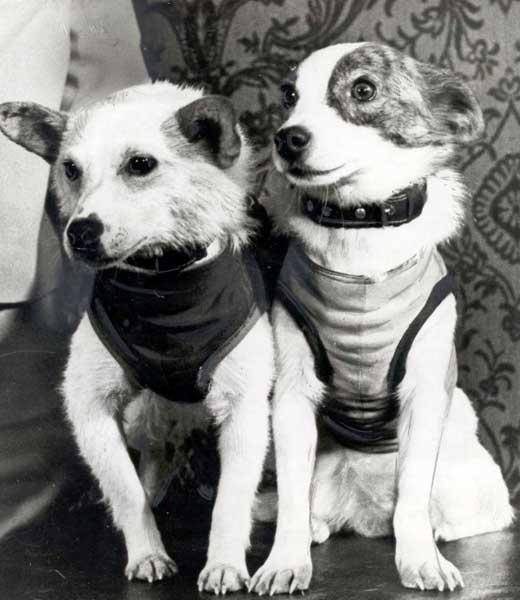 [아하! 우주] 가가린 보다 먼저 우주정복한 견공을 아시나요?