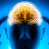 [와우! 과학] “실험실서 ‘인공 두뇌’ 배양 성공”…美 연구진 주장