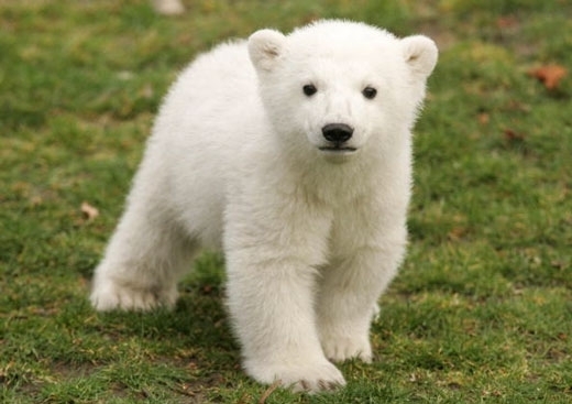 북극곰 ‘크누트’ 아시나요?…자살 미스터리 풀렸다