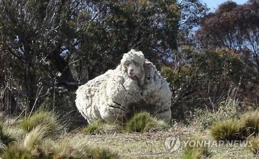 세계 최고 ‘털북숭이 양’ 발견...”배변도 어려운 상태”