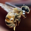 곤충침 150종 찔러 ‘고통지수’ 만든 과학자, 이그노벨상 수상