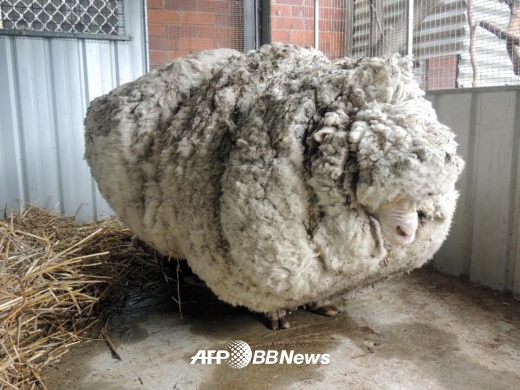 양모 41.1kg 생산한 호주 슈퍼양(羊) ‘기네스 신기록 인정’